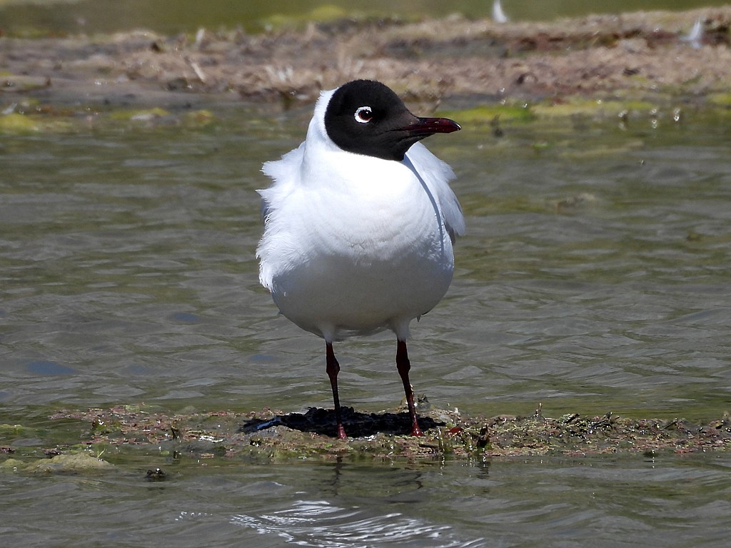 Andean Gull - ML646184521