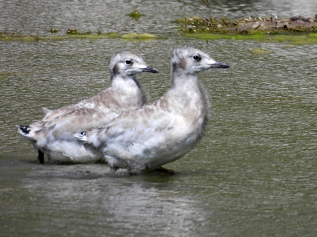 Andean Gull - ML646184522