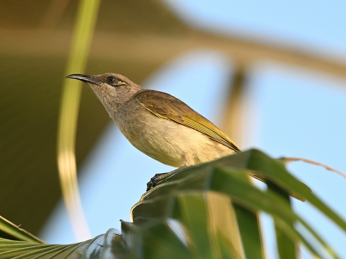 Brown Honeyeater - ML646184523
