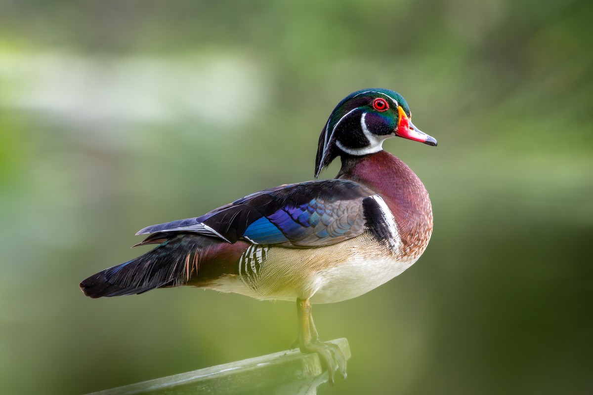 Wood Duck - ML646184524