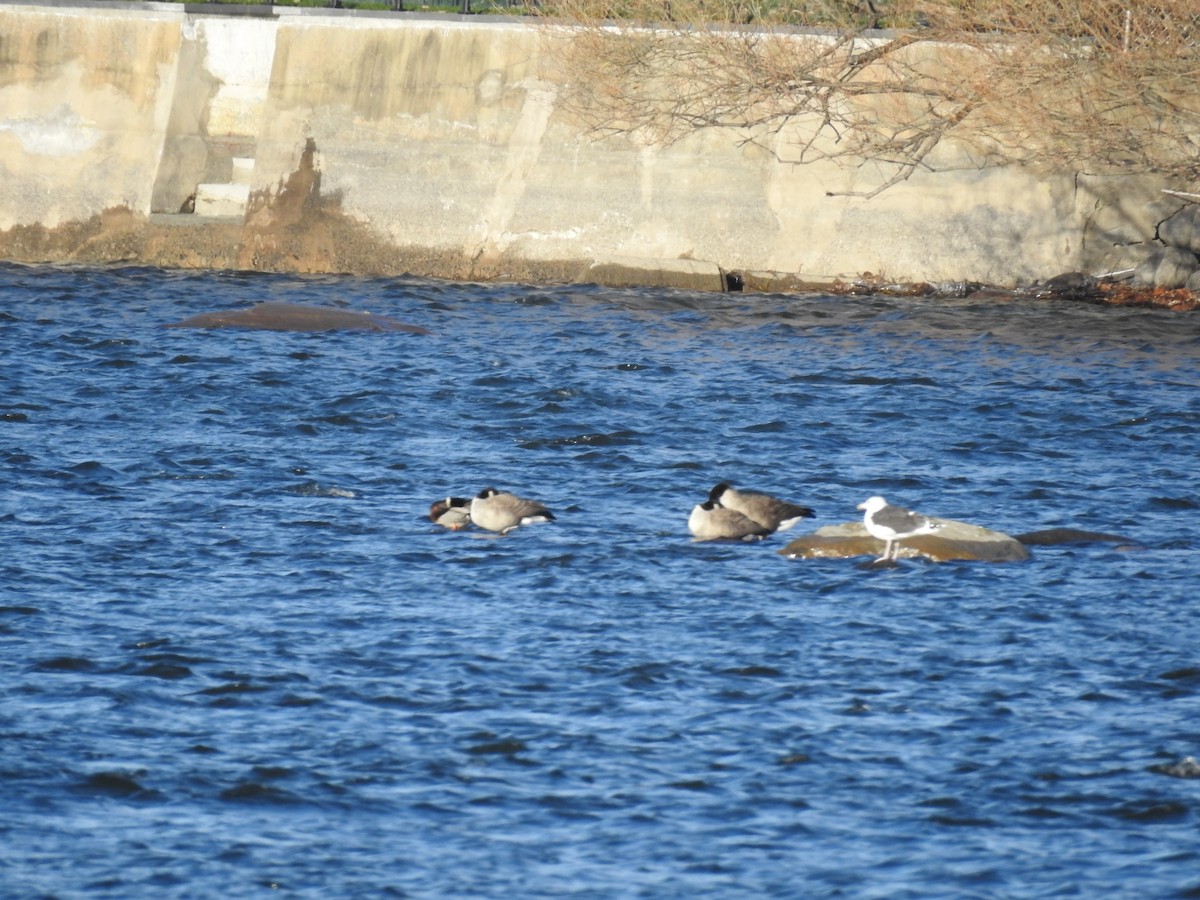 Büyük Kara Sırtlı Martı - ML646184525