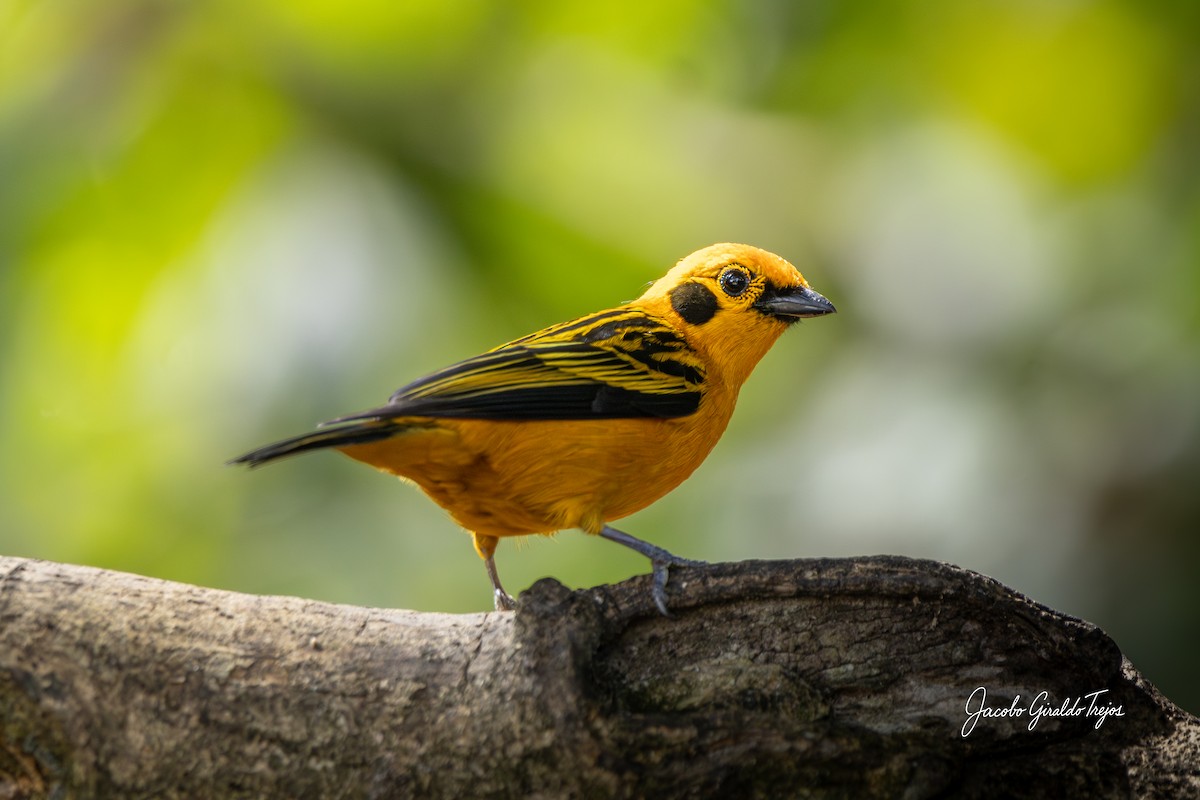 Golden Tanager - ML646184528