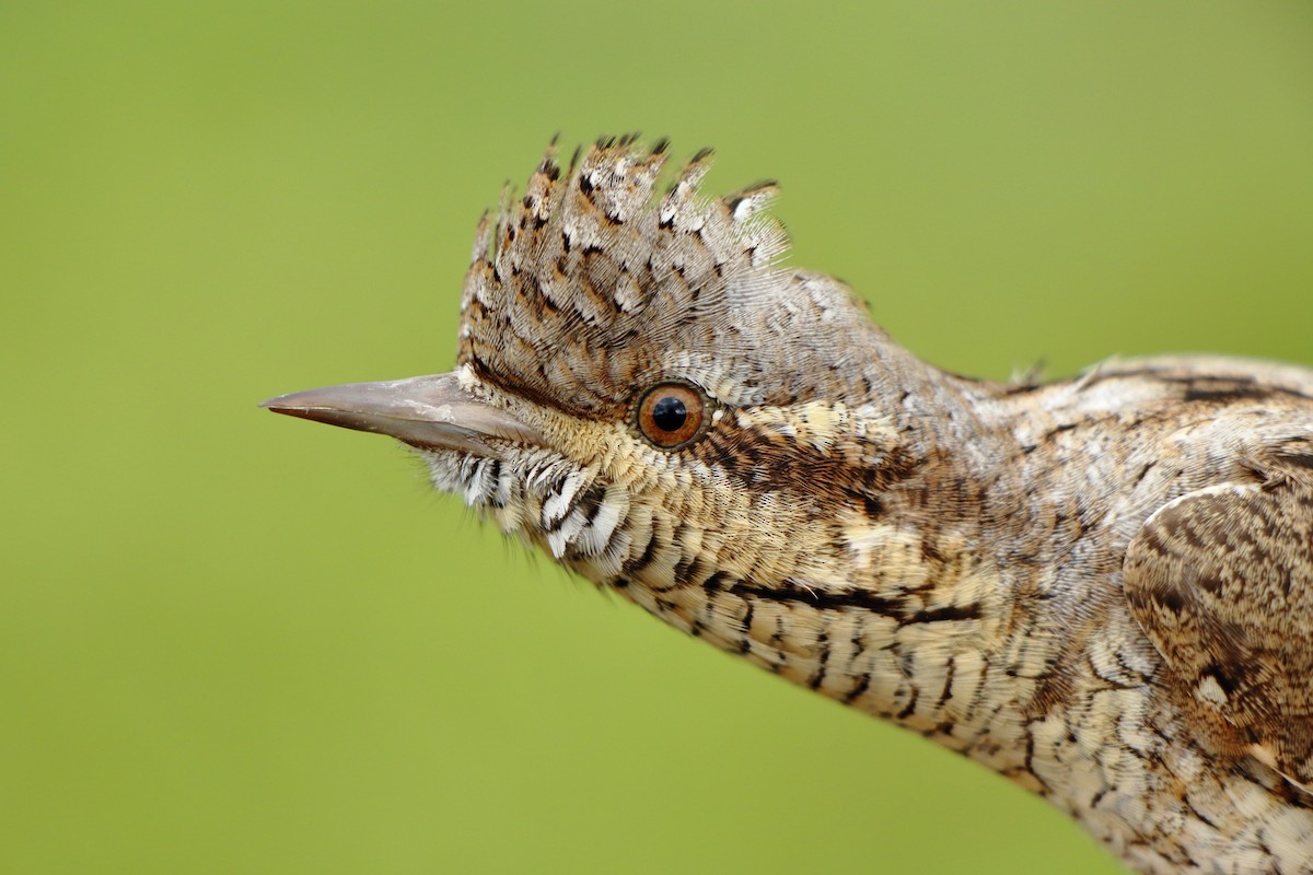 krutihlav obecný - ML646184533