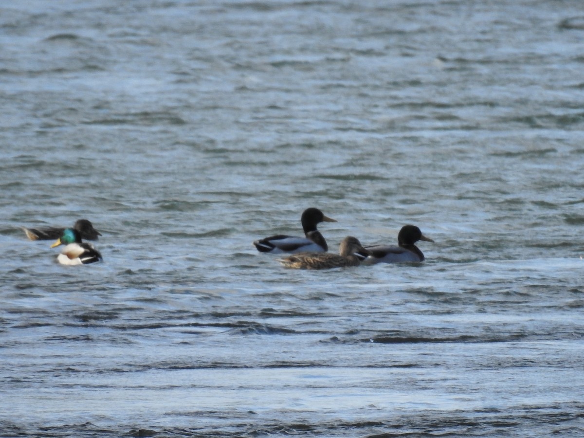 Зэрлэг нугас - ML646184540