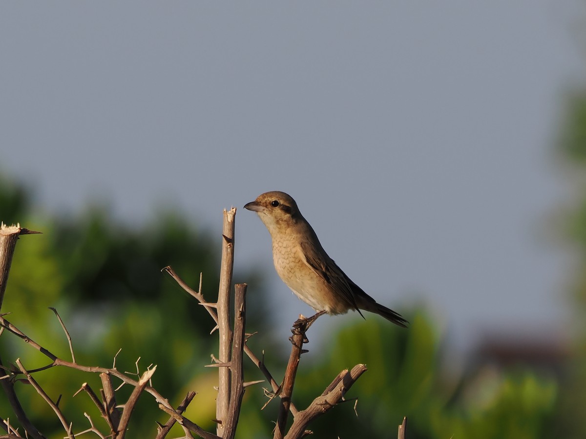 Red-tailed Shrike - ML646184541
