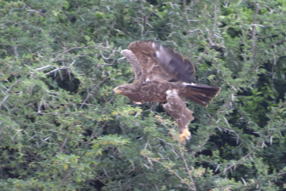 Lesser Spotted Eagle - ML646184550