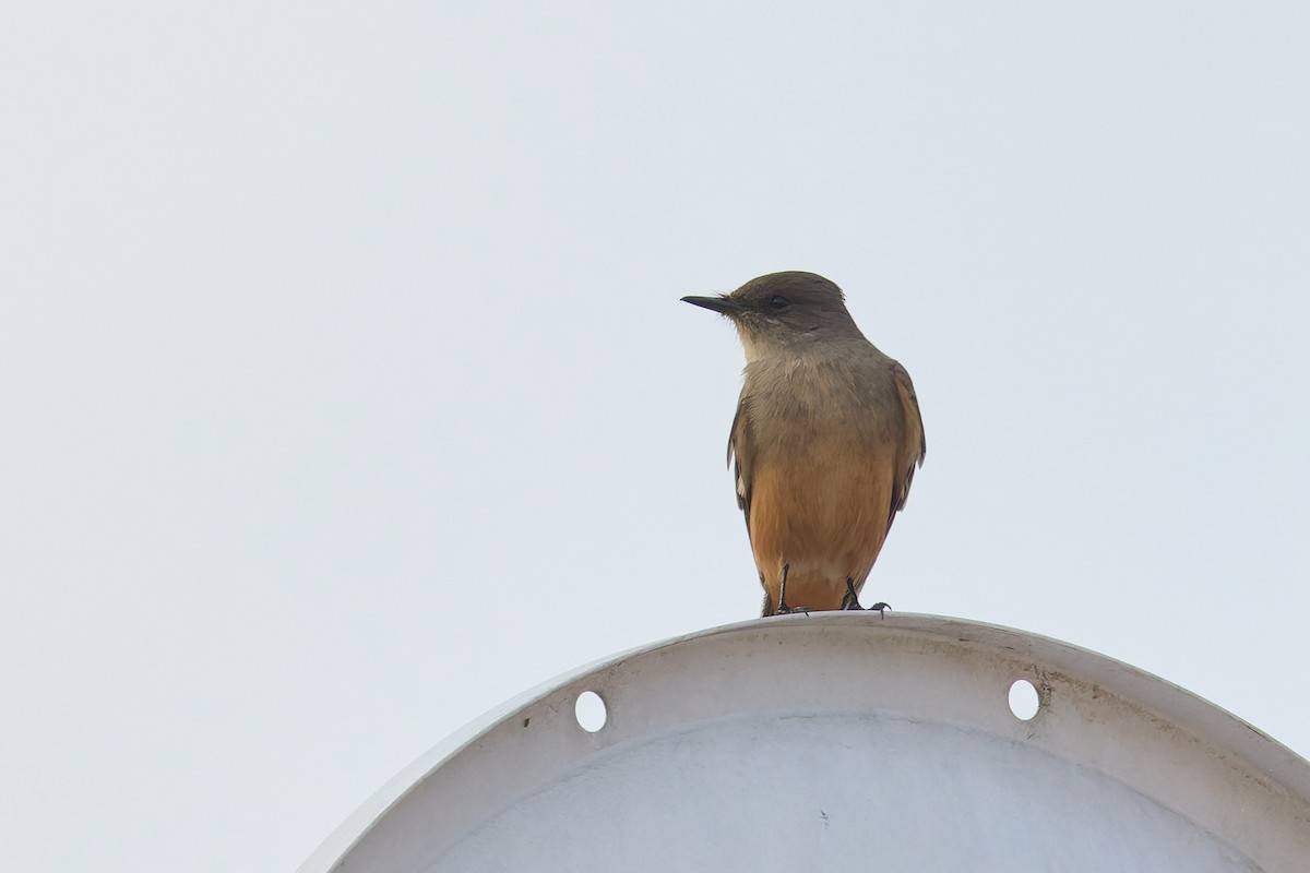 Say's Phoebe - ML646184553
