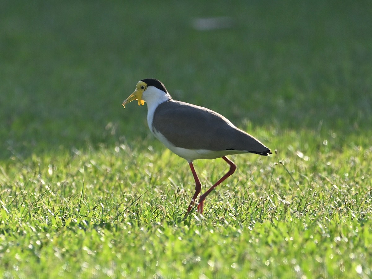 Hegabera maskaraduna - ML646184554