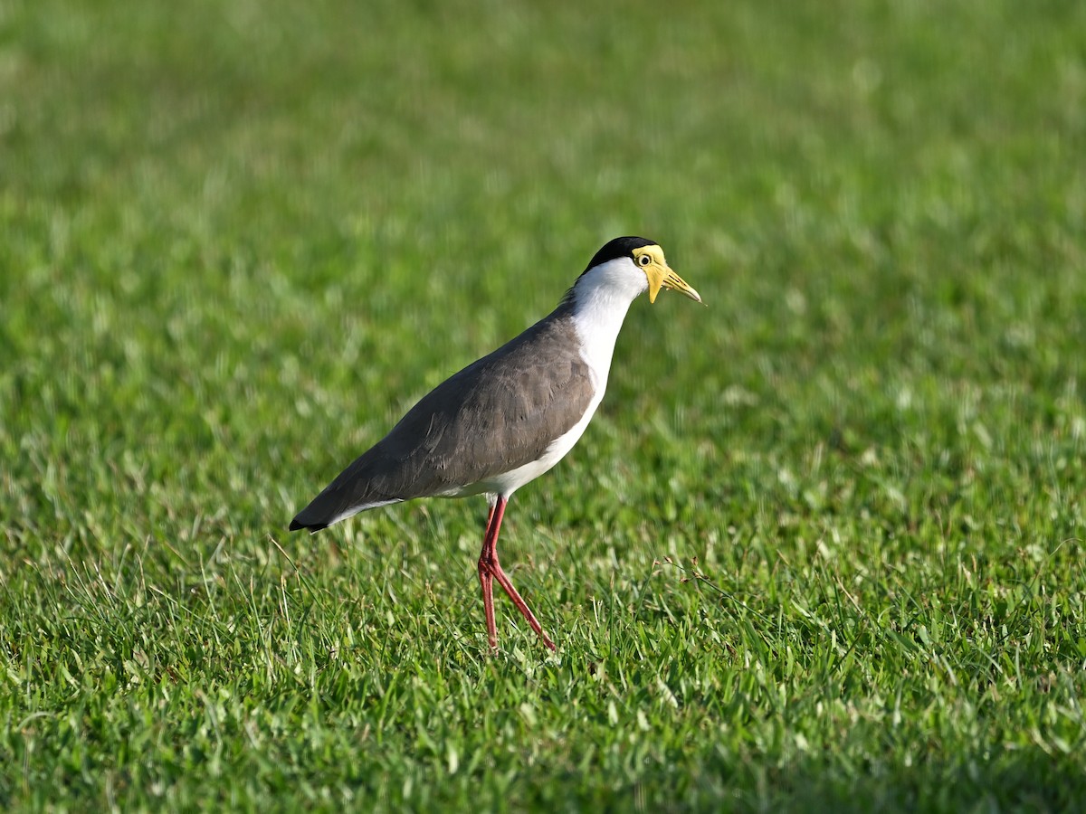 Hegabera maskaraduna - ML646184555