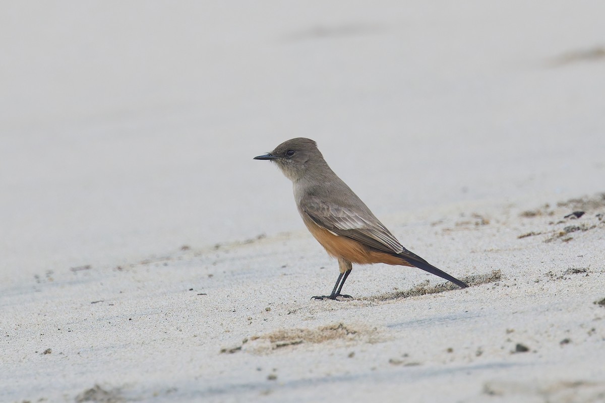 Say's Phoebe - ML646184557