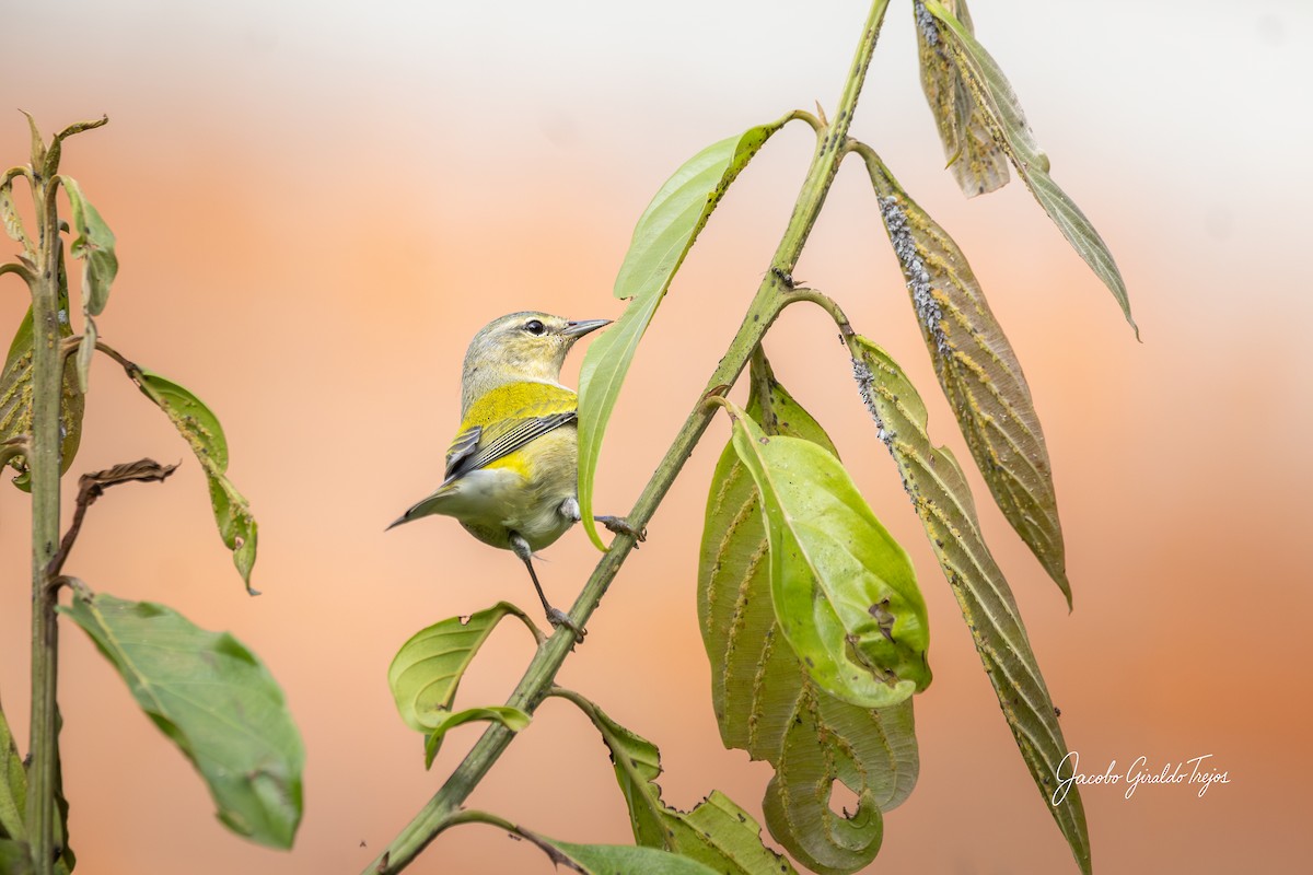 Tennessee Warbler - ML646184559