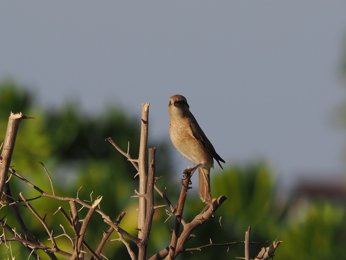 Red-tailed Shrike - ML646184561