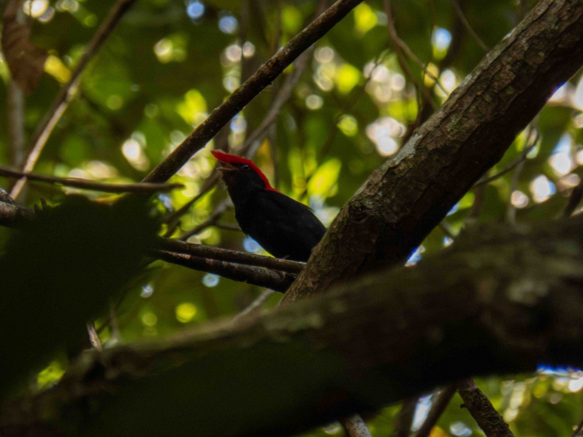 Helmeted Manakin - ML646184562