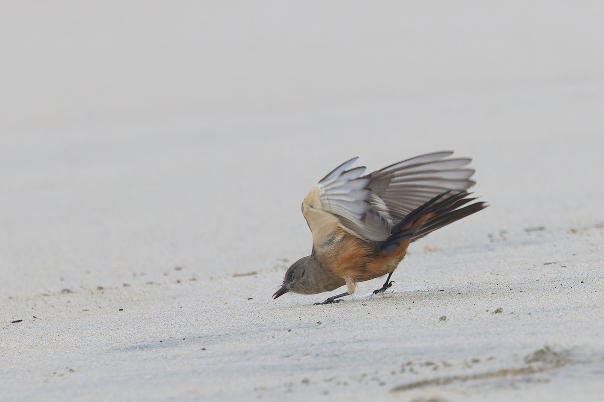 Say's Phoebe - ML646184563