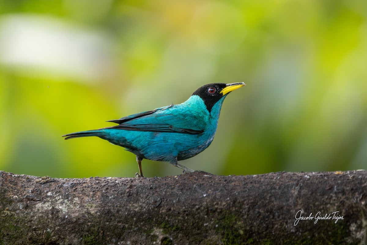 Green Honeycreeper - ML646184568