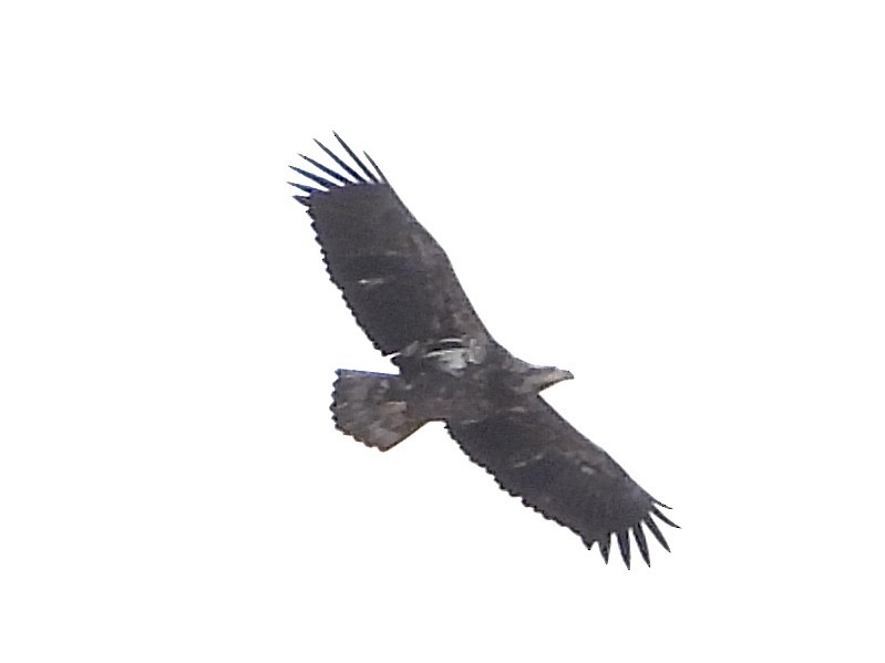 Bald Eagle - ML646184570