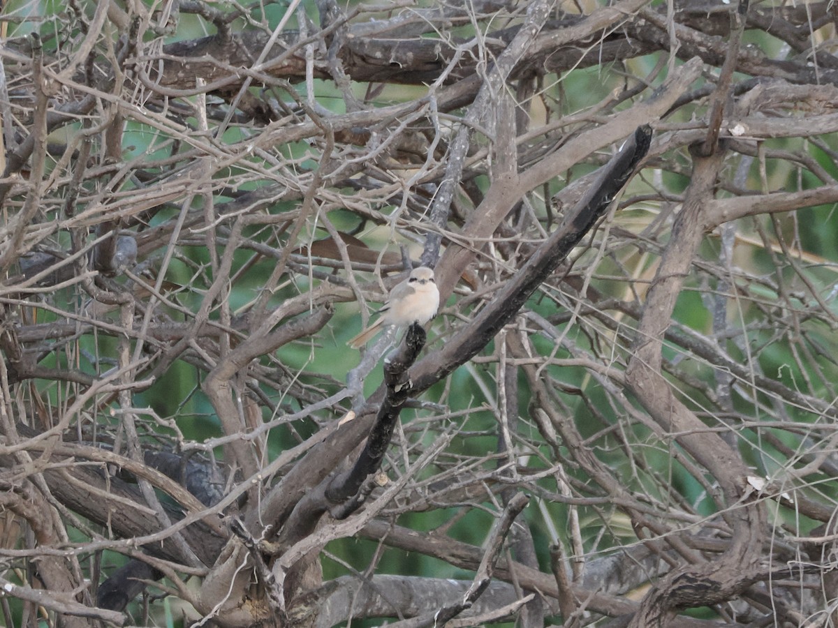 isabellavarsler - ML646184576