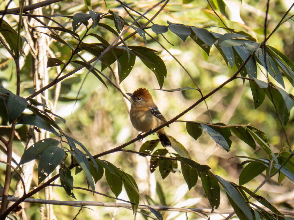 Large-billed Antwren - ML646184577