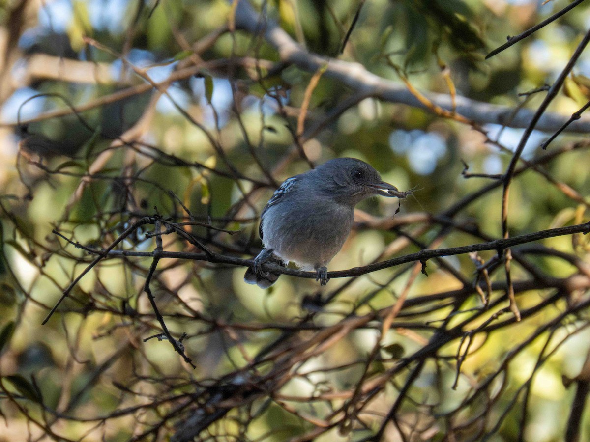 Large-billed Antwren - ML646184578