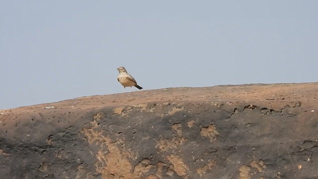 Desert Lark - ML646184582