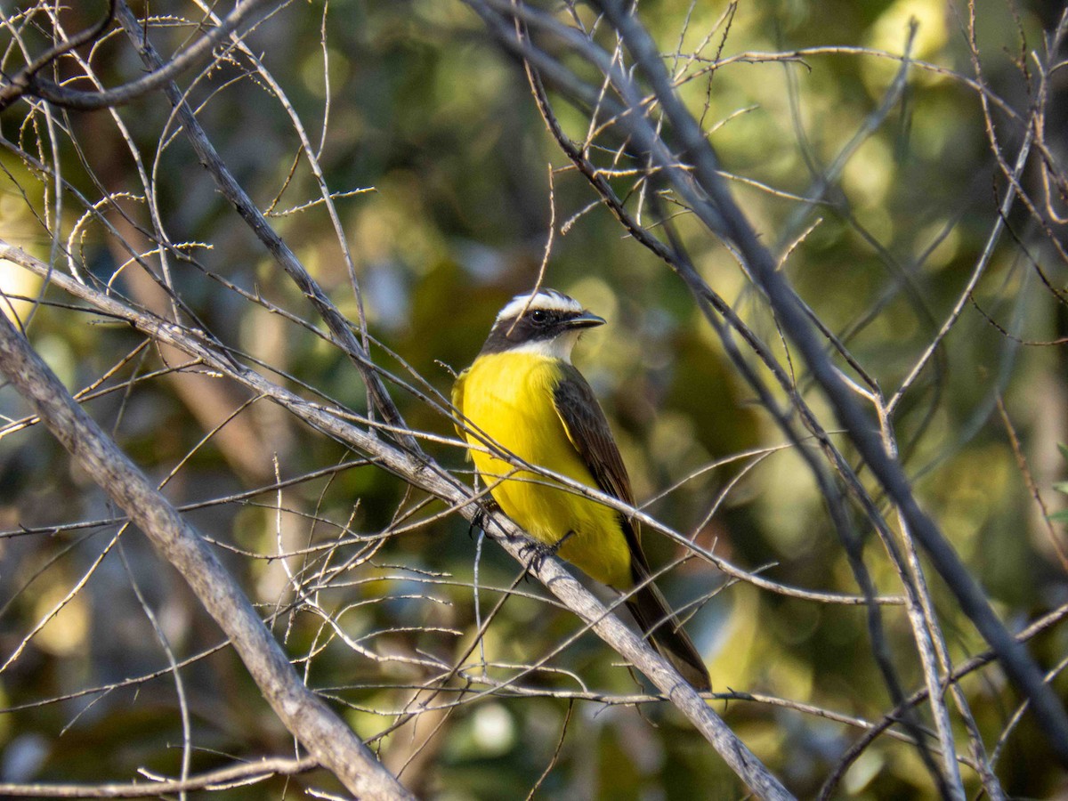 Rusty-margined Flycatcher - ML646184584