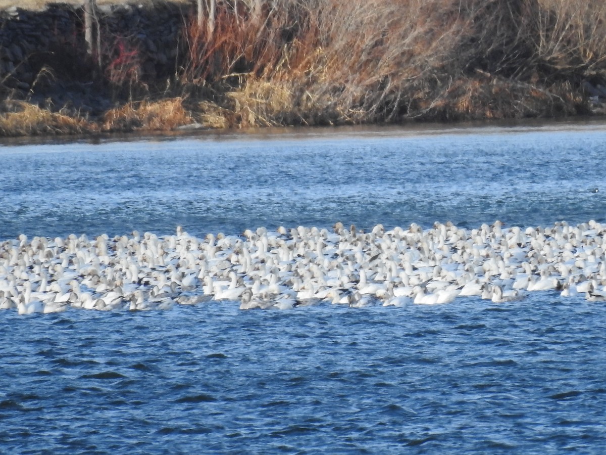 Oca delle nevi - ML646184589