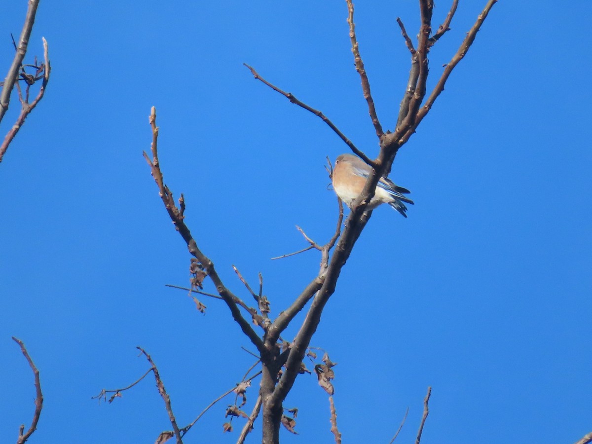 Azulejo Oriental - ML646184594