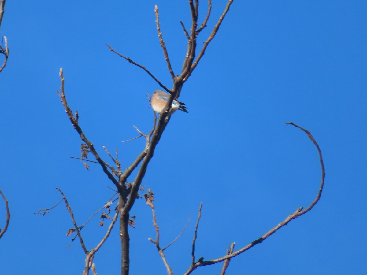 Azulejo Oriental - ML646184595