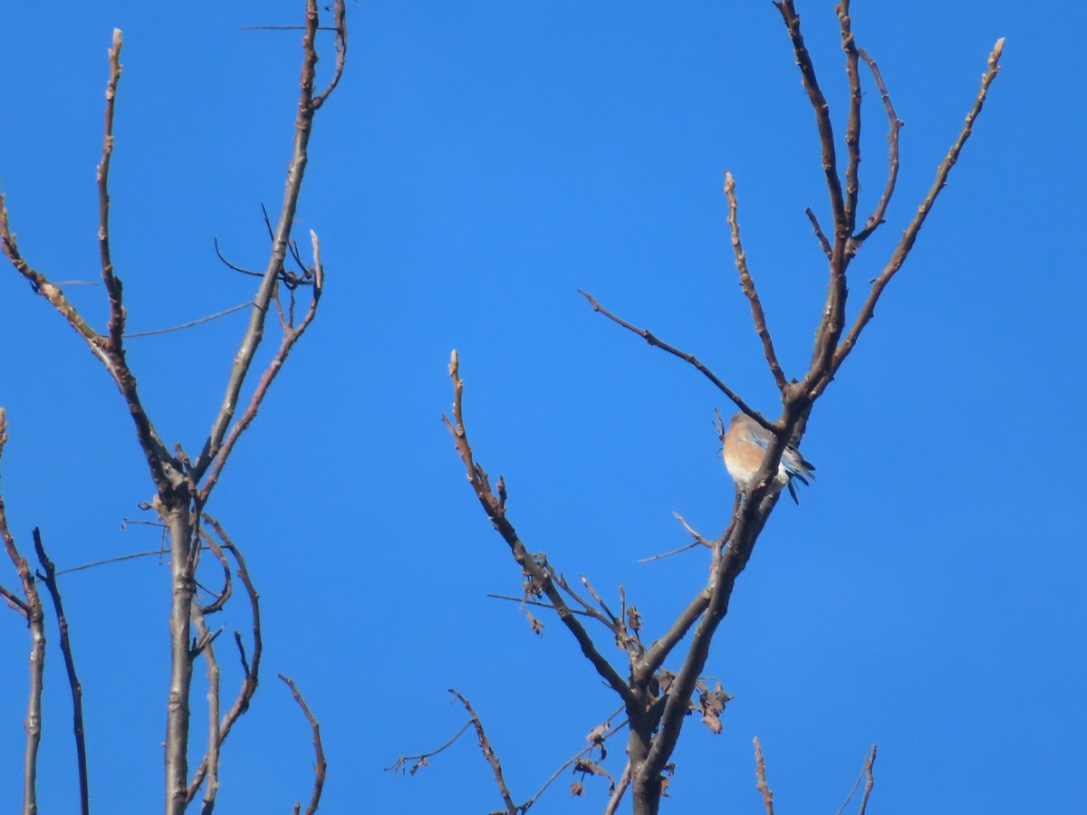 Azulejo Oriental - ML646184596