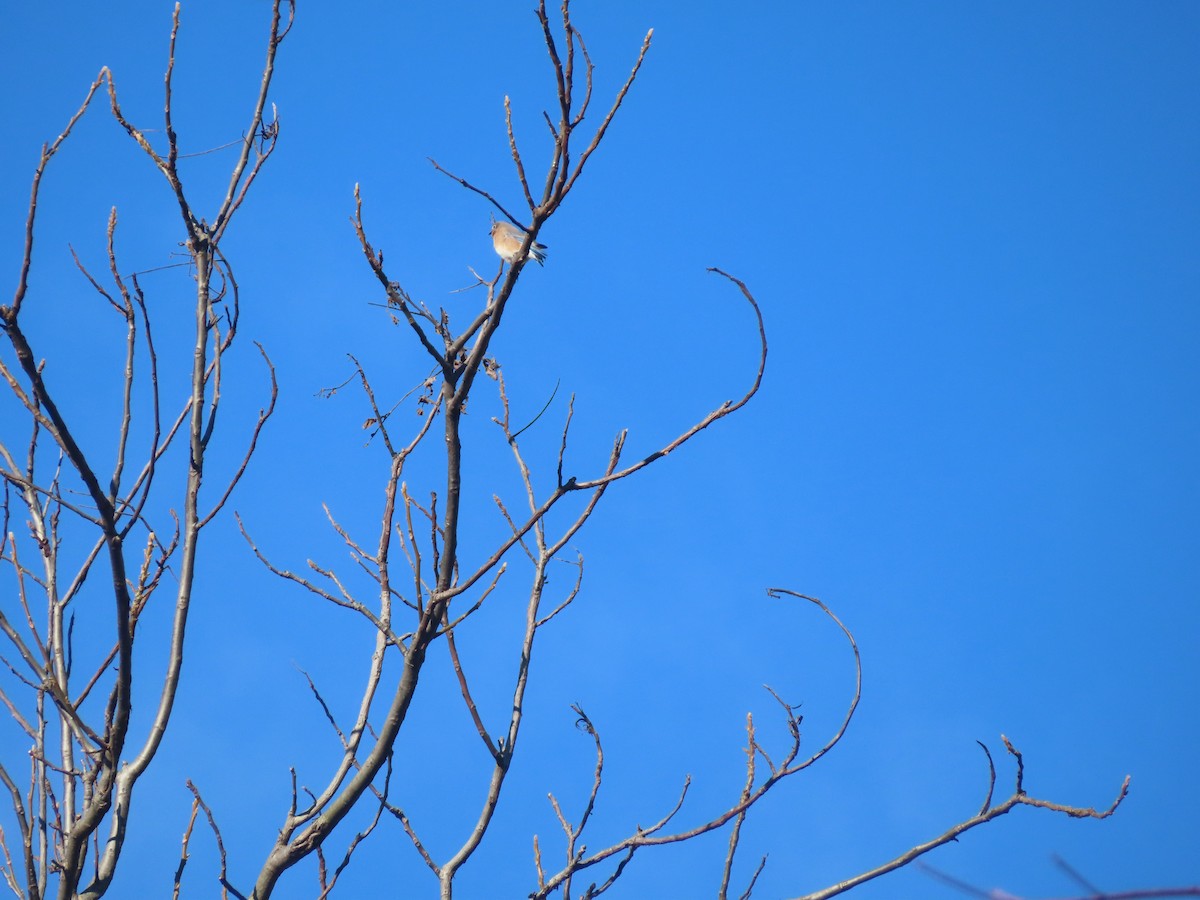 Azulejo Oriental - ML646184597