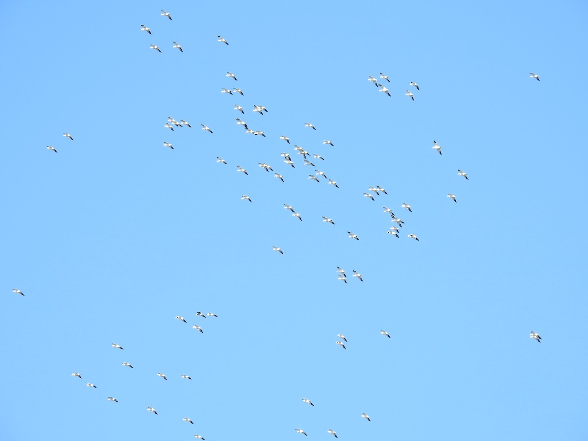 Oca delle nevi - ML646184599