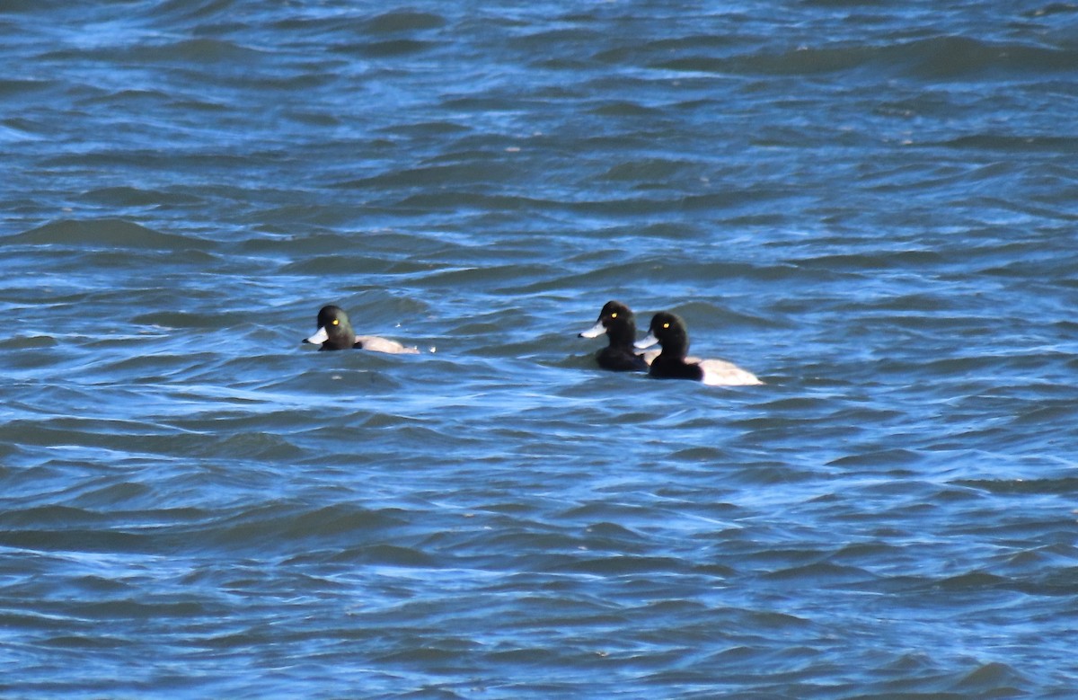 Морская чернеть - ML646184604