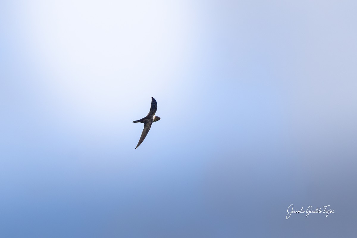 White-collared Swift - ML646184612