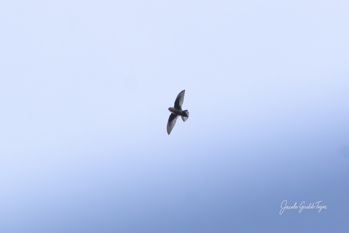 Chestnut-collared Swift - ML646184616