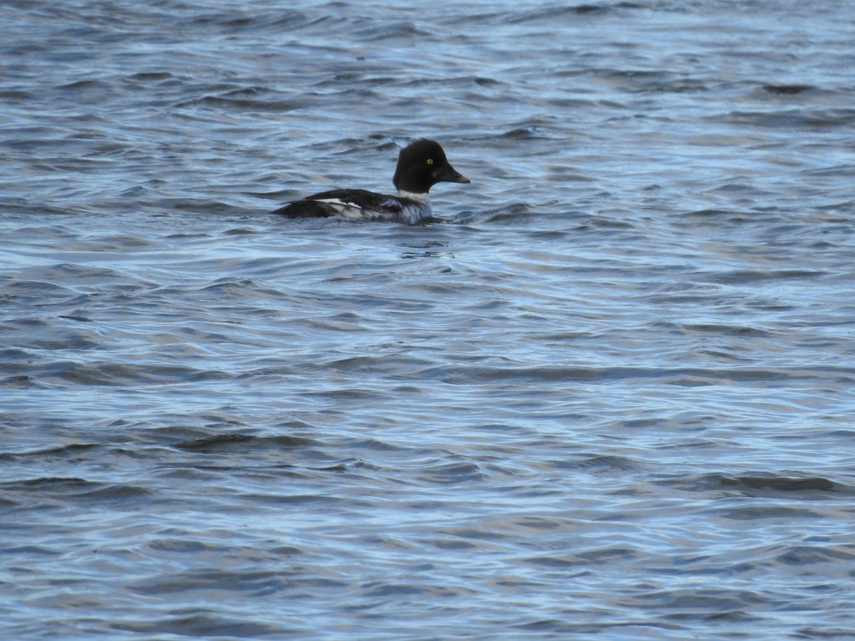 Quattrocchi - ML646184617