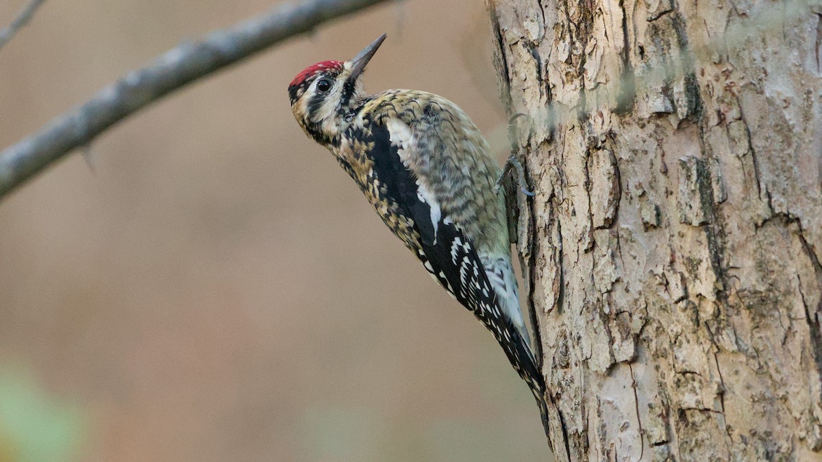 Yellow-bellied Sapsucker - ML646184620