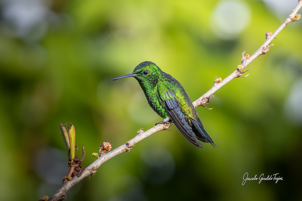 Steely-vented Hummingbird - ML646184623