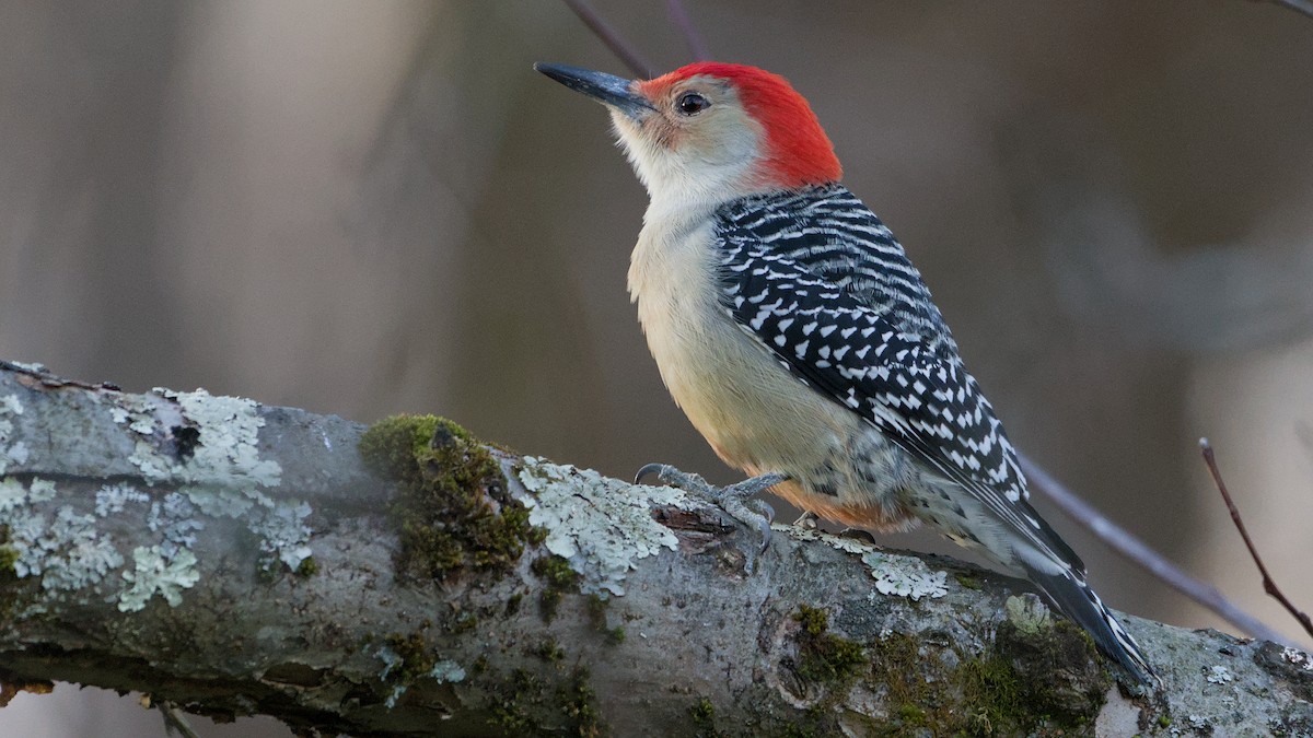 Red-bellied Woodpecker - ML646184625
