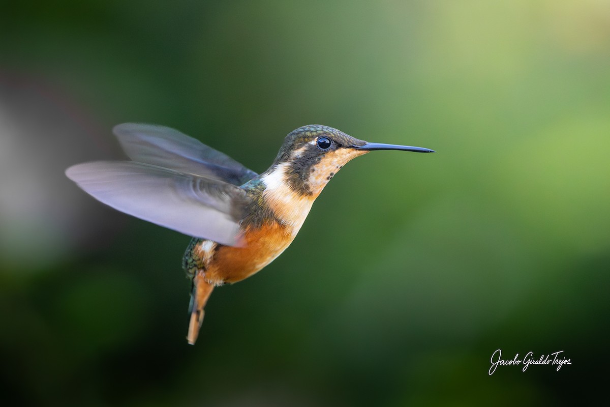 Purple-throated Woodstar - ML646184626