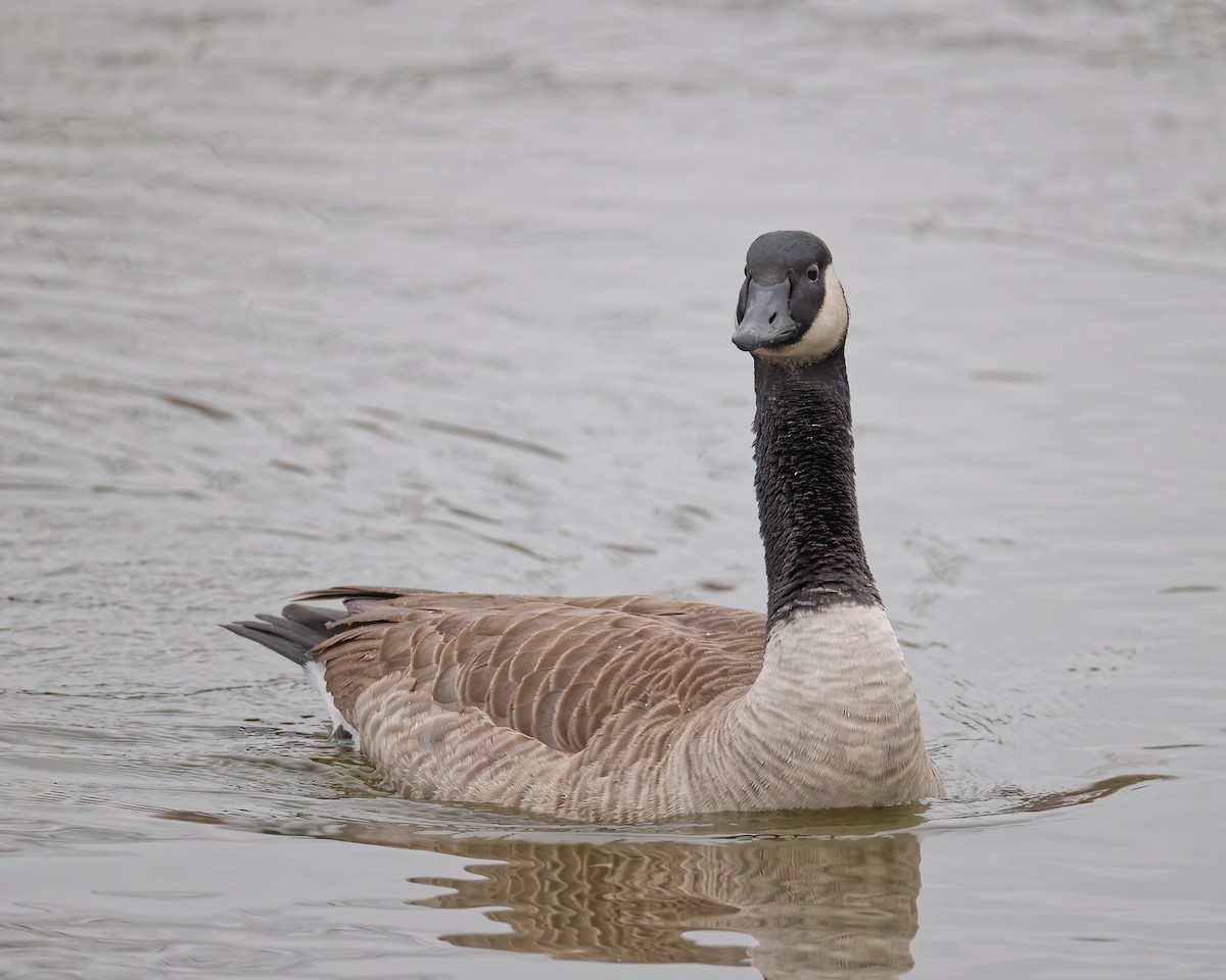 Canada Goose - ML646184627