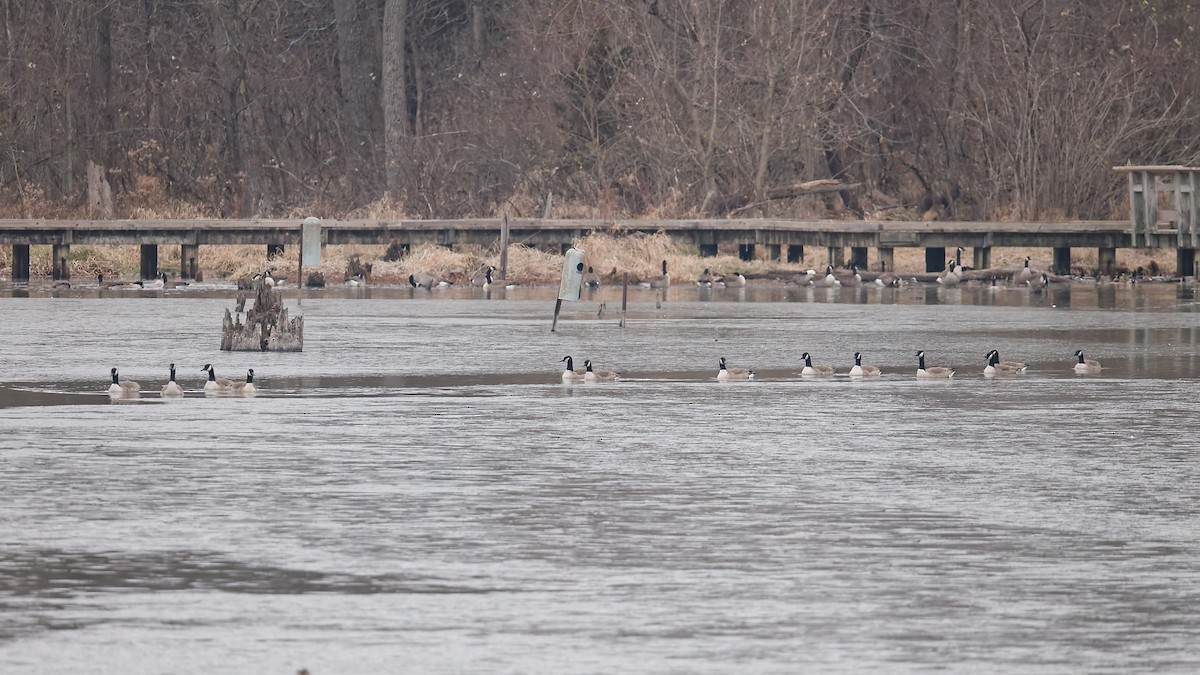 Canada Goose - ML646184628