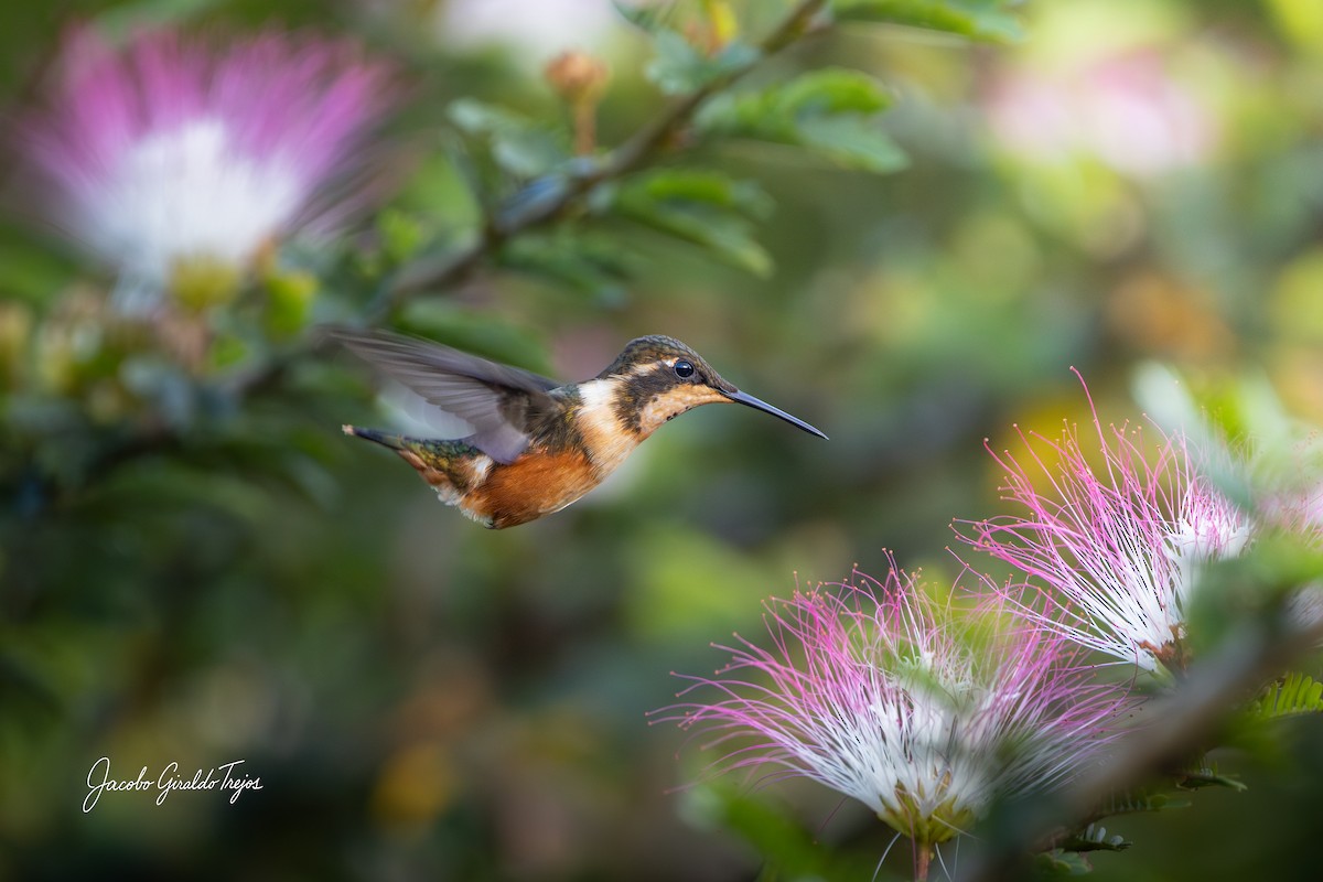 Purple-throated Woodstar - ML646184629