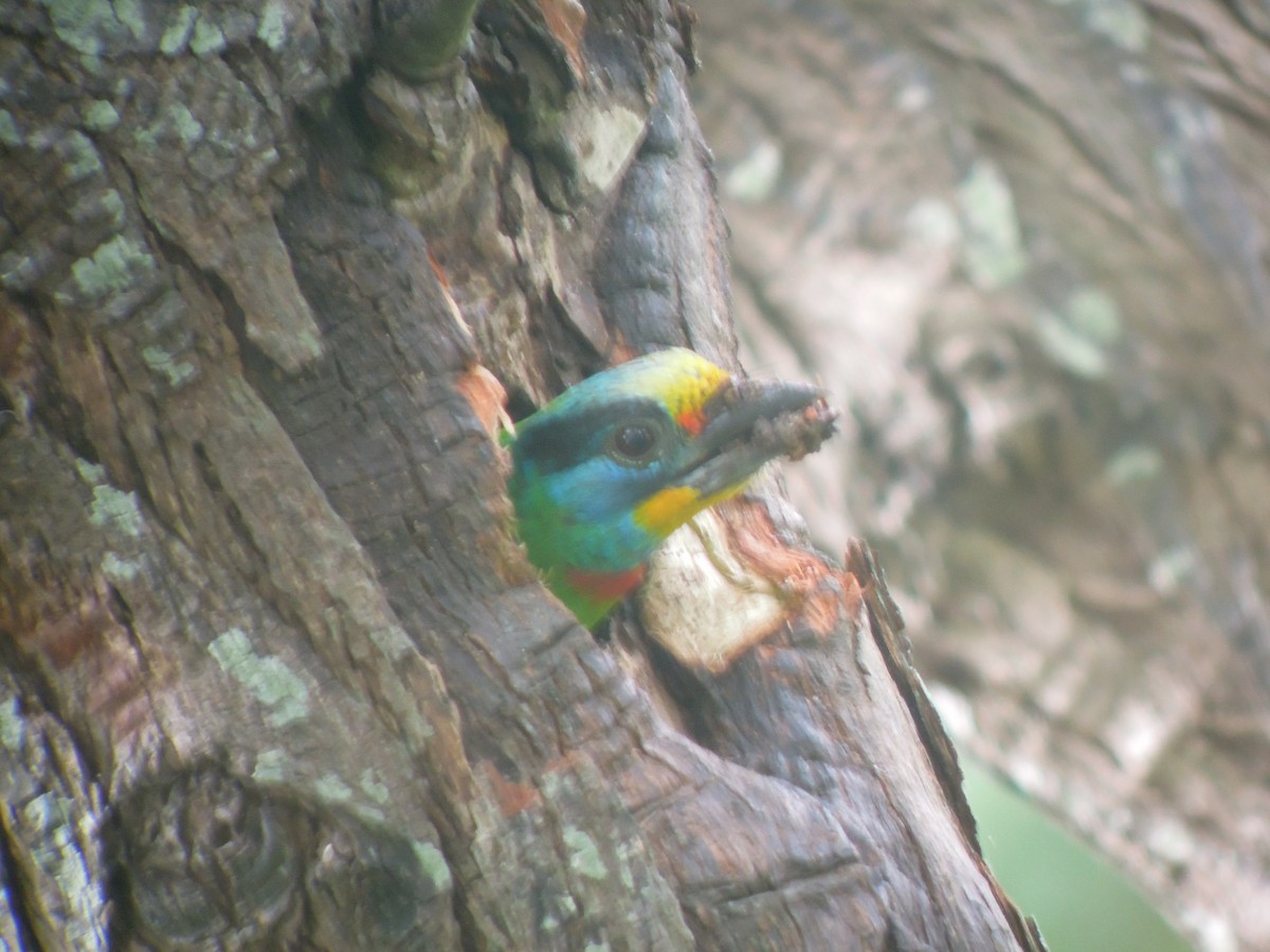 Taiwan Barbet - ML646184630