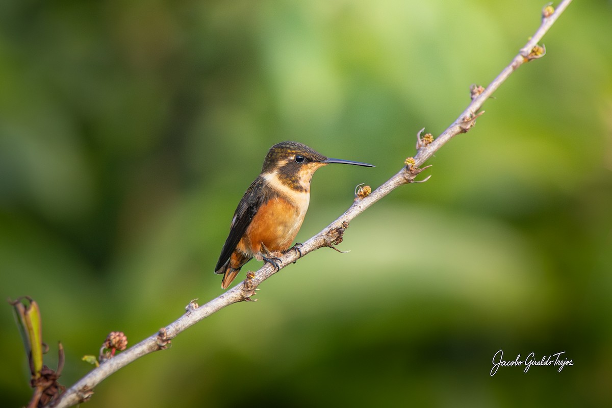 Purple-throated Woodstar - ML646184633