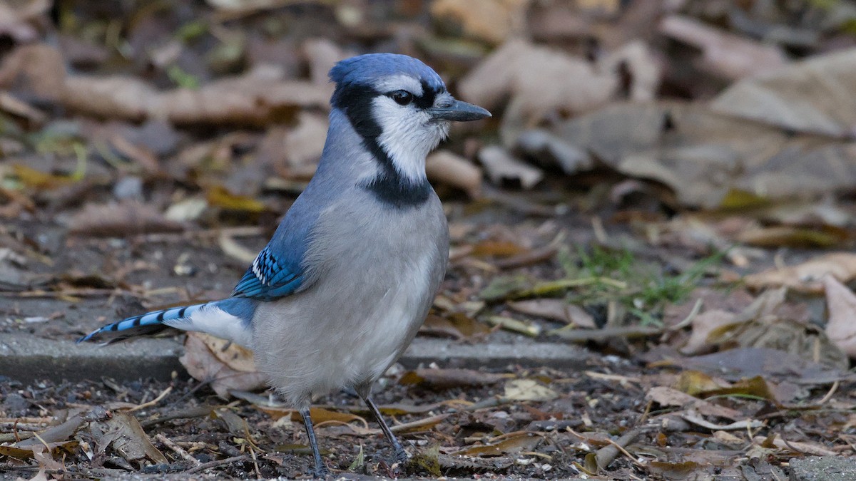 Blue Jay - ML646184634