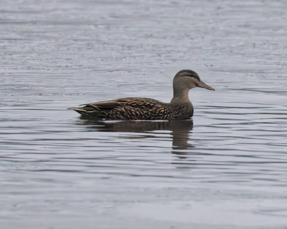 American Black Duck - ML646184637