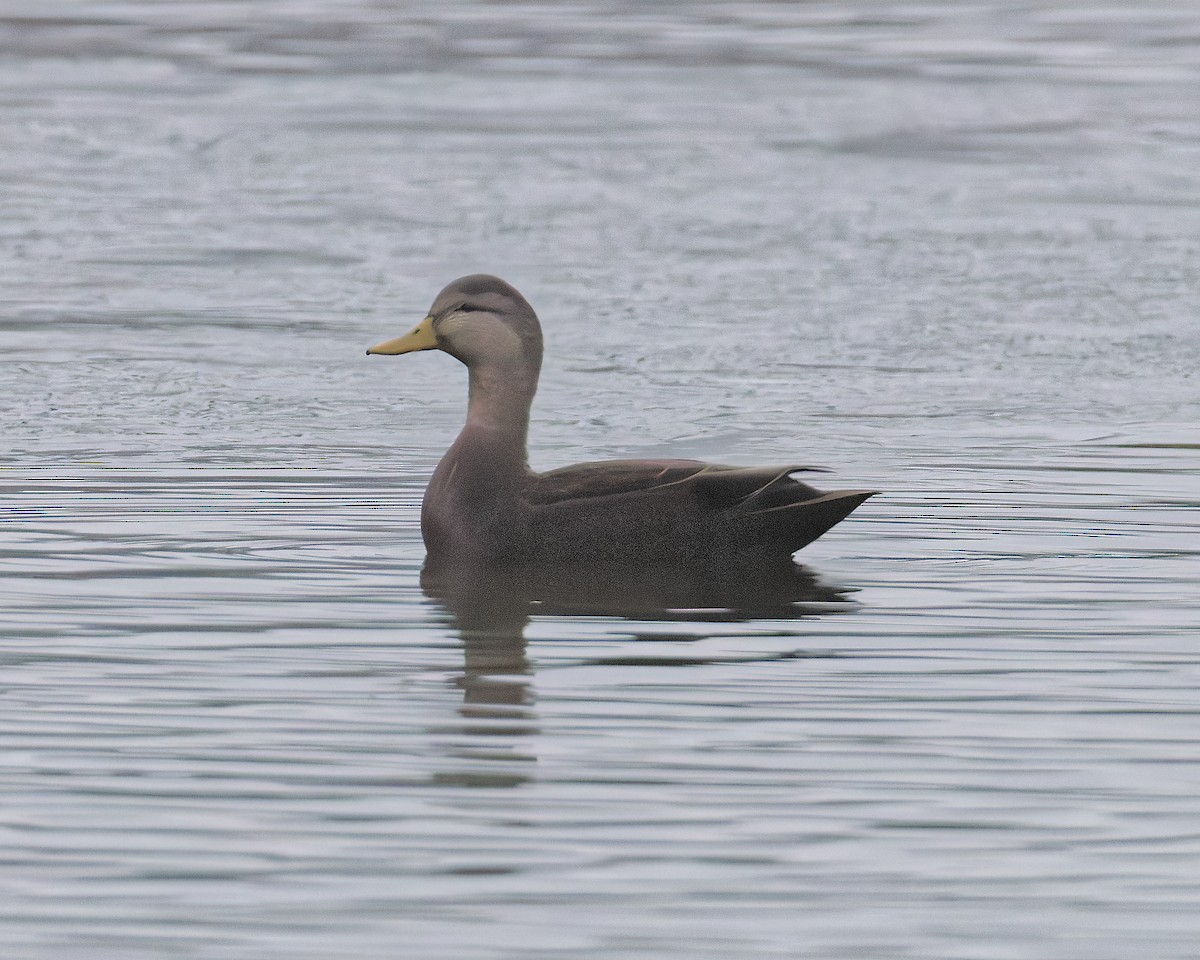 American Black Duck - ML646184638