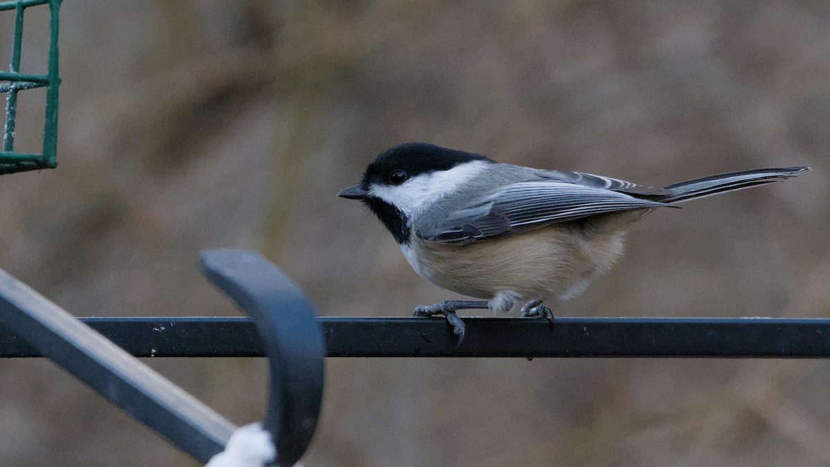 Гаїчка світлокрила - ML646184639