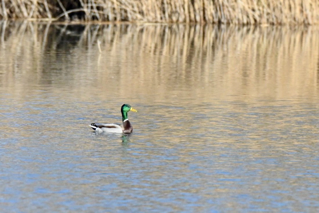 Зэрлэг нугас - ML646184643