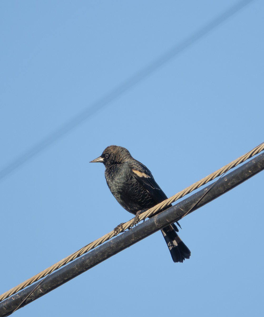 Tricolored Blackbird - ML646184645